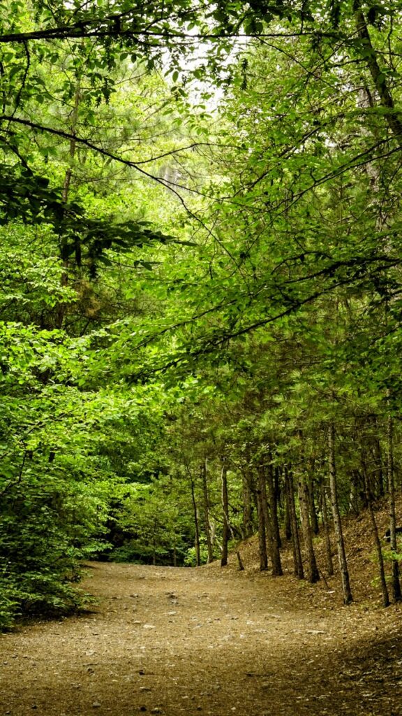 A dirt path in the woods with trees on both sides