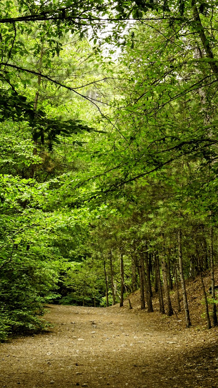 A dirt path in the woods with trees on both sides